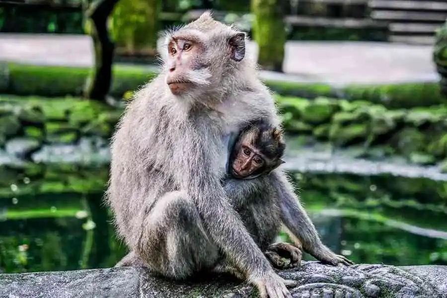 Playing With Bali Monkeys At The Ubud Monkey Forest